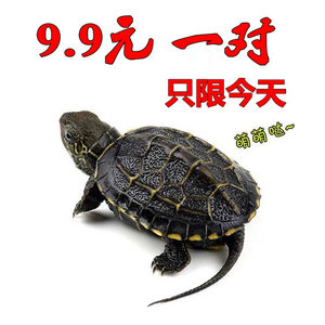 【观赏龟水龟图片】观赏龟水龟图片大全