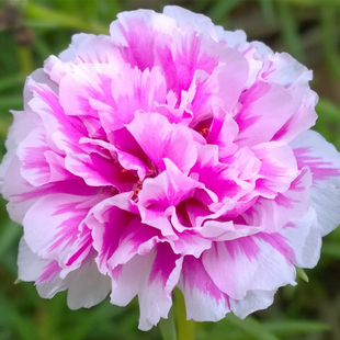 农产花园重瓣太阳花花苗粉芙蓉园艺花卉绿植物粉白色狮子头四季苗