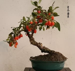 精品枸杞微型盆景 红枸杞盆景造型枸杞盆景观赏枸杞盆栽室内 树桩