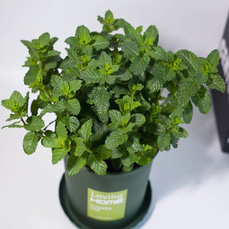 薄荷叶盆栽罗勒九层塔金不换水培植物花卉食用柠檬香料调酒泡水