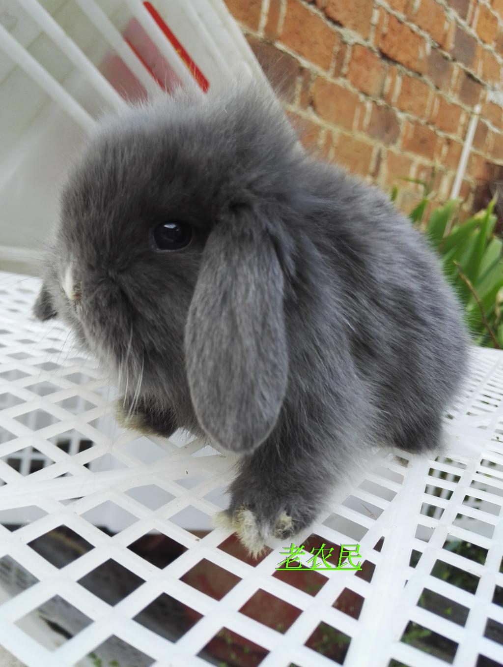 迷你荷兰宠物垂耳兔宝宝 纯种长毛活体宠物兔子萌宠包邮 包活送礼