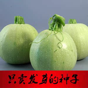 【北京农科院蔬菜种子图片】北京农科院蔬菜种