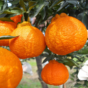 【嫁接果树沙糖图片】嫁接果树沙糖图片大全