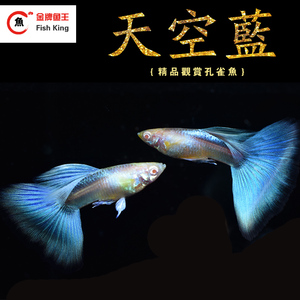 span class=h>孔雀鱼/span span class=h>孔雀鱼/span>活体天空