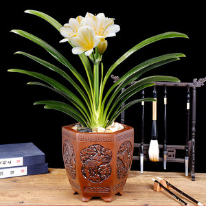 君子兰盆栽 span class=h>花卉 /span>办公室 span class=h>精品 