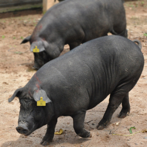 【农家新鲜土猪肉黑猪肉现杀图片】农家新鲜土猪肉黑