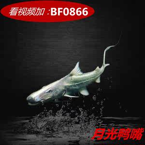 皇冠狗头鱼活体鱼河豚淡水热带鱼大型稀有鱼狗