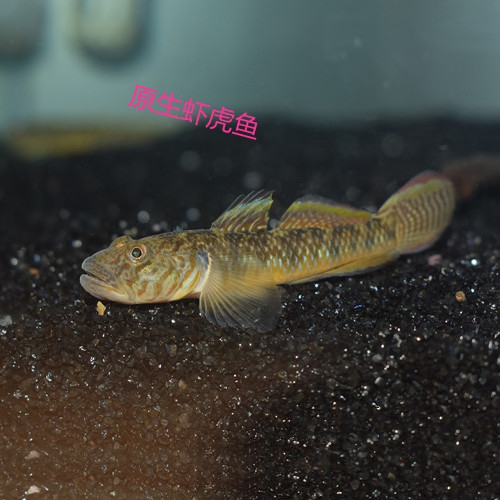 熱帶淡水原生觀賞魚子陵吻蝦虎波氏蝦虎極樂吻粘皮鯔蝦虎魚紋