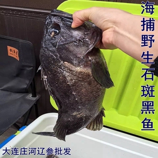 莊河海鮮特產 大連莊河深海野生垂釣黑魚 野生海捕石斑黑魚