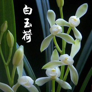 蘭花 白玉荷 蘭花苗 建蘭 四季蘭綠植 span class=h>盆栽 /span> span