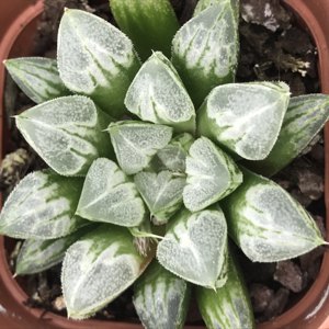 多肉植物爱心价格