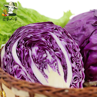 密农人家 新鲜蔬菜 紫甘蓝 包菜 富含花青素 圆白菜