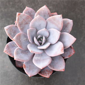 红雪莲超大肉肉多肉植物小盆栽 粉雪莲多肉桌面花卉一物一拍包邮