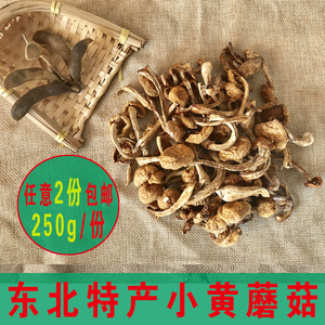 東北特產小黃蘑滑子菇新鮮乾貨油蘑幹 span class=h>蘑菇 /span>小雞