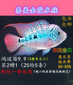 【德萨罗汉鱼】_德萨罗汉鱼品牌\/图片\/价格