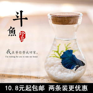 【淡水热带鱼狮王图片】淡水热带鱼狮王图片大