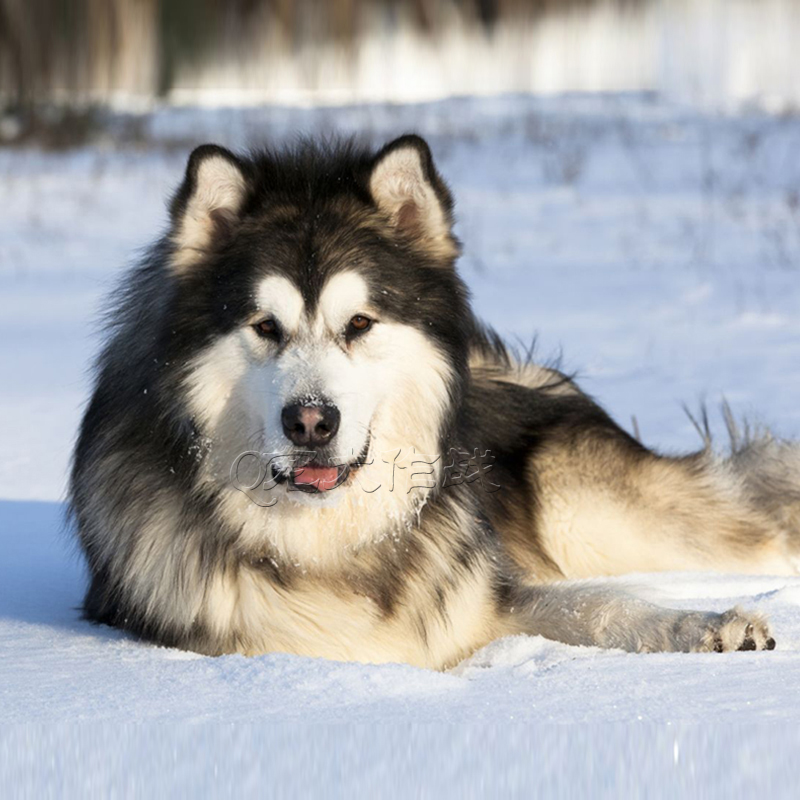 宠物狗狗 出售纯种赛级双血统活体阿拉斯加幼犬雪橇犬巨型阿拉