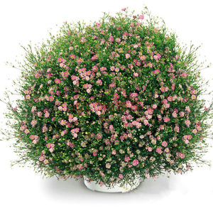 花卉秋天多年生矮生花草植物金莲花旱金莲种子