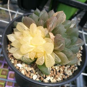 冰灯玉露一物一拍图片