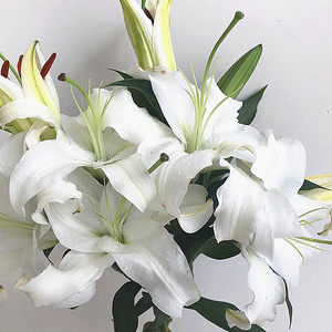 云南昆明a级白色单双多头香水百合花束家用插花水养鲜花送朋友