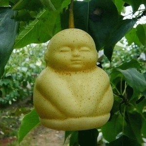 人参果树图片(人参果怎么吃正确方法)