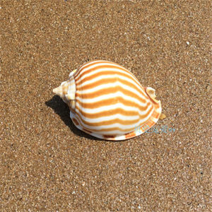 天然海螺 span class=h>贝壳 /span>4-8cm条纹鬘螺西瓜螺鱼缸水族箱