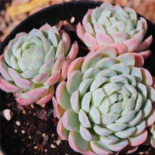 奶油贝瑞多肉 奶油贝瑞群生 多肉植物一物一拍 实物拍摄 露养