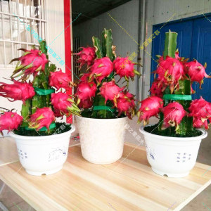 【黄肉火龙果苗价格】最新黄肉火龙果苗价格\/