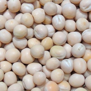 包邮优质白玉豌豆幼鸽粮食 span class=h>信鸽 /span>肉鸽蛋白幼鸽子