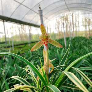 金边矮种兰花图片