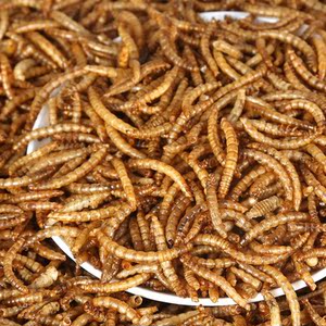 金丝熊粮食零食包邮图片