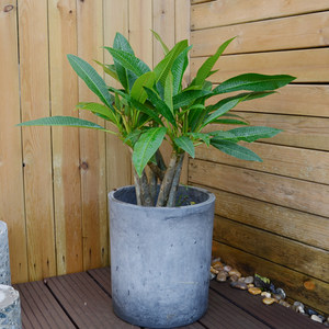 鸡蛋花 花卉/ span class=h>绿植 /span>盆栽庭院别墅围墙芳香四溢观