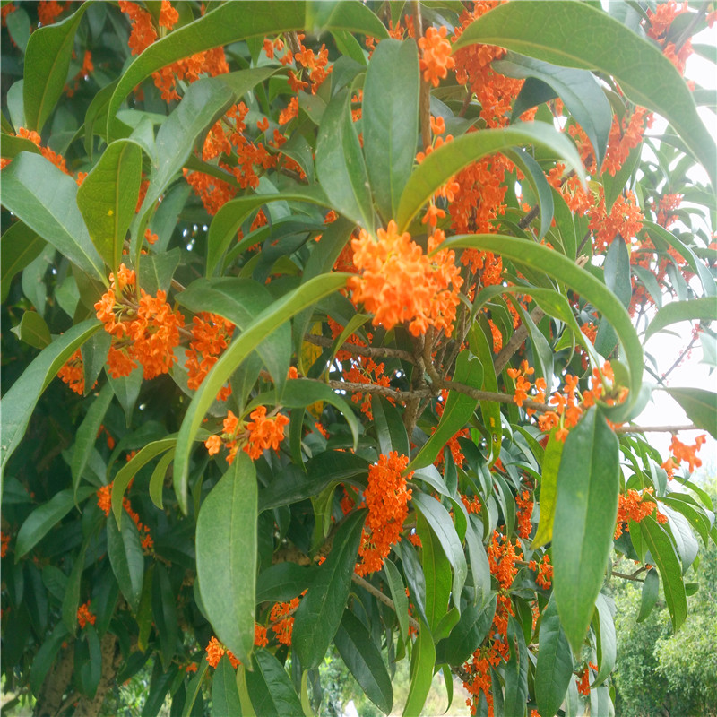 血桂花苗室内盆景适合北方原生丹桂小苗庭院地栽当年开花桂花树苗