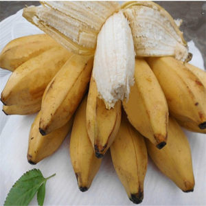 【香蕉价格】最新香蕉价格\/批发报价