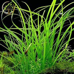 米菲真 span class=h>水草 /span> 泰国水剑草 后景群生 span class=h