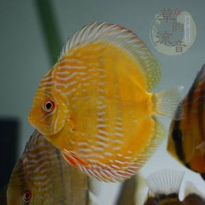 野生七彩神仙 野彩鱼七彩神仙鱼 龙鱼配鱼 中层