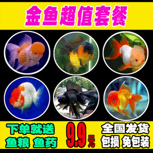 【冷水鱼活体小型图片】冷水鱼活体小型图片大