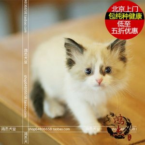 纯种布偶猫幼猫活体 北京家养布偶猫 蓝眼睛布