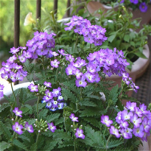 蓝花红花美女樱盆栽 带盆带花发货 花期3至11月天天开