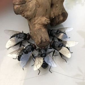 害虫 span class=h>系列 /span>模型之苍蝇 识物标本