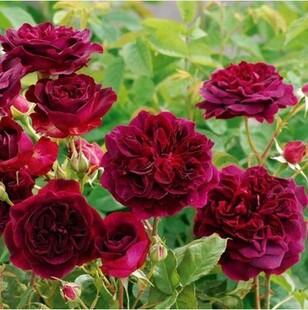 曼斯特德伍德 黑伍德 munstead wood 欧月 浓香月季现货 灌木