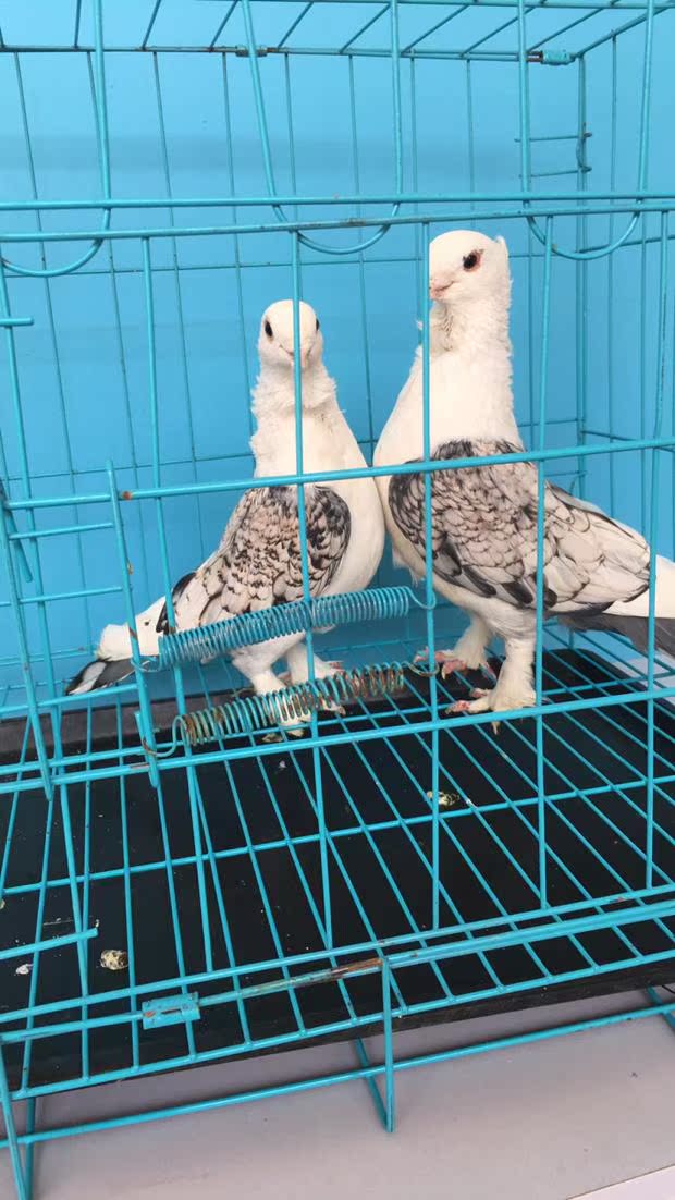 观赏鸽 兰花淑女 鸽子活体鸽子一对元宝种鸽 点子 凤尾 青年 包邮