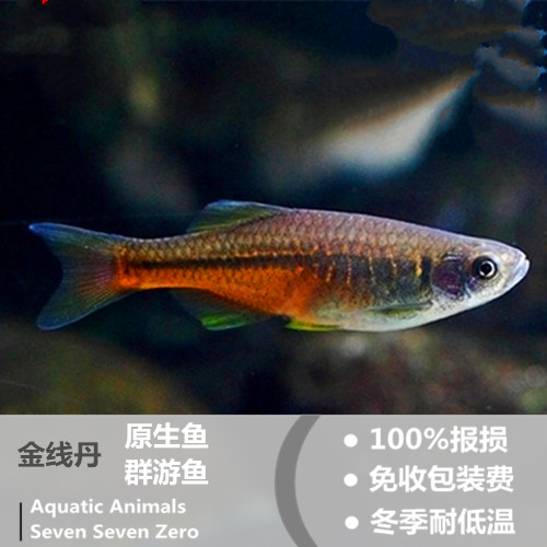 金線丹魚中國原生觀賞魚冷水魚大丹魚觀賞魚活體