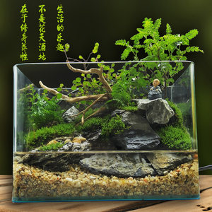 水陆缸造景套餐桌面装饰玻璃小型鱼缸客厅鲜活植物流水微景观摆件