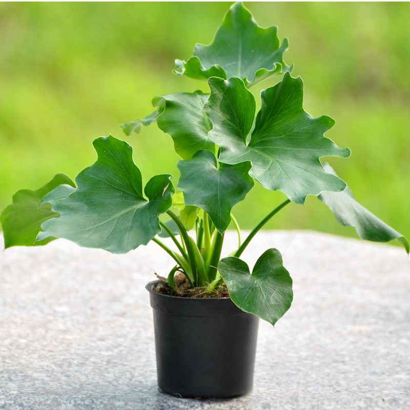 春羽春雨室内植物小天使绿植盆栽吸甲醛净化空气办公盆栽