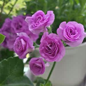 园博花园|垂吊天竺葵夏日玫瑰花苗盆栽四季开花室内阳台庭院 span