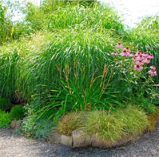 细叶芒草京芒草京羽茅细叶笀花叶芒草草本植物庭院园林景观植物