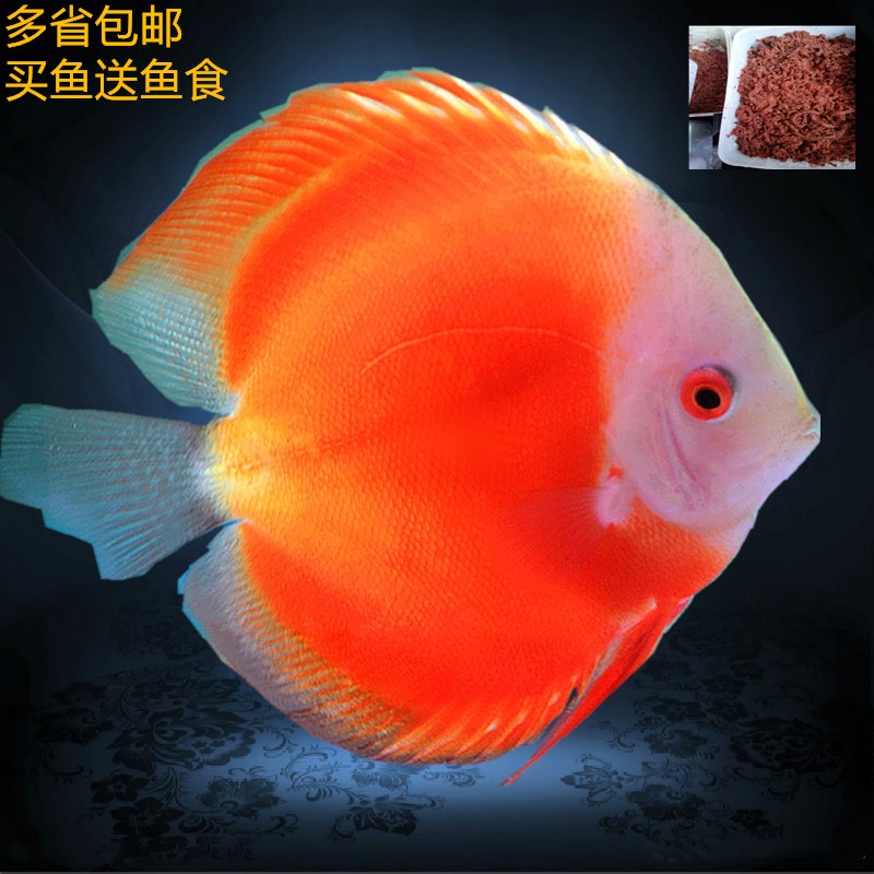 七彩神仙鱼热带观赏鱼活体红妃阿莲卡鱼场直销同城包邮买鱼送鱼食
