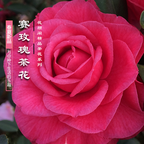 赛玫瑰超级玫瑰茶花福建正品名贵巨型进口品种茶花绿植花卉盆栽