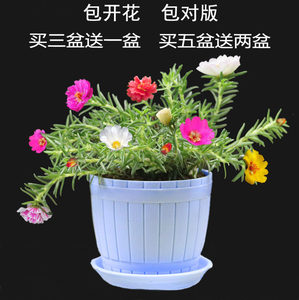 花卉太陽花重瓣圖片